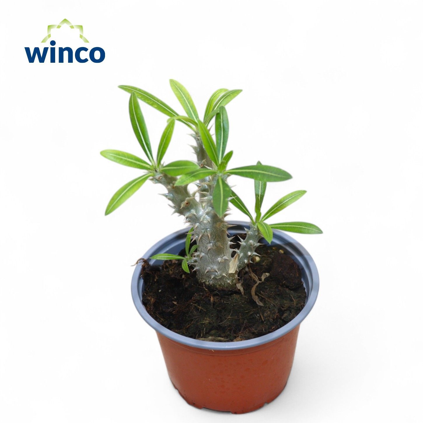 Pachypodium Densiflorum, D 13