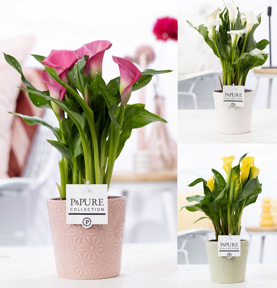 Zantedeschia mix in P&PURE Juliette ceramics ass. 3, D 12