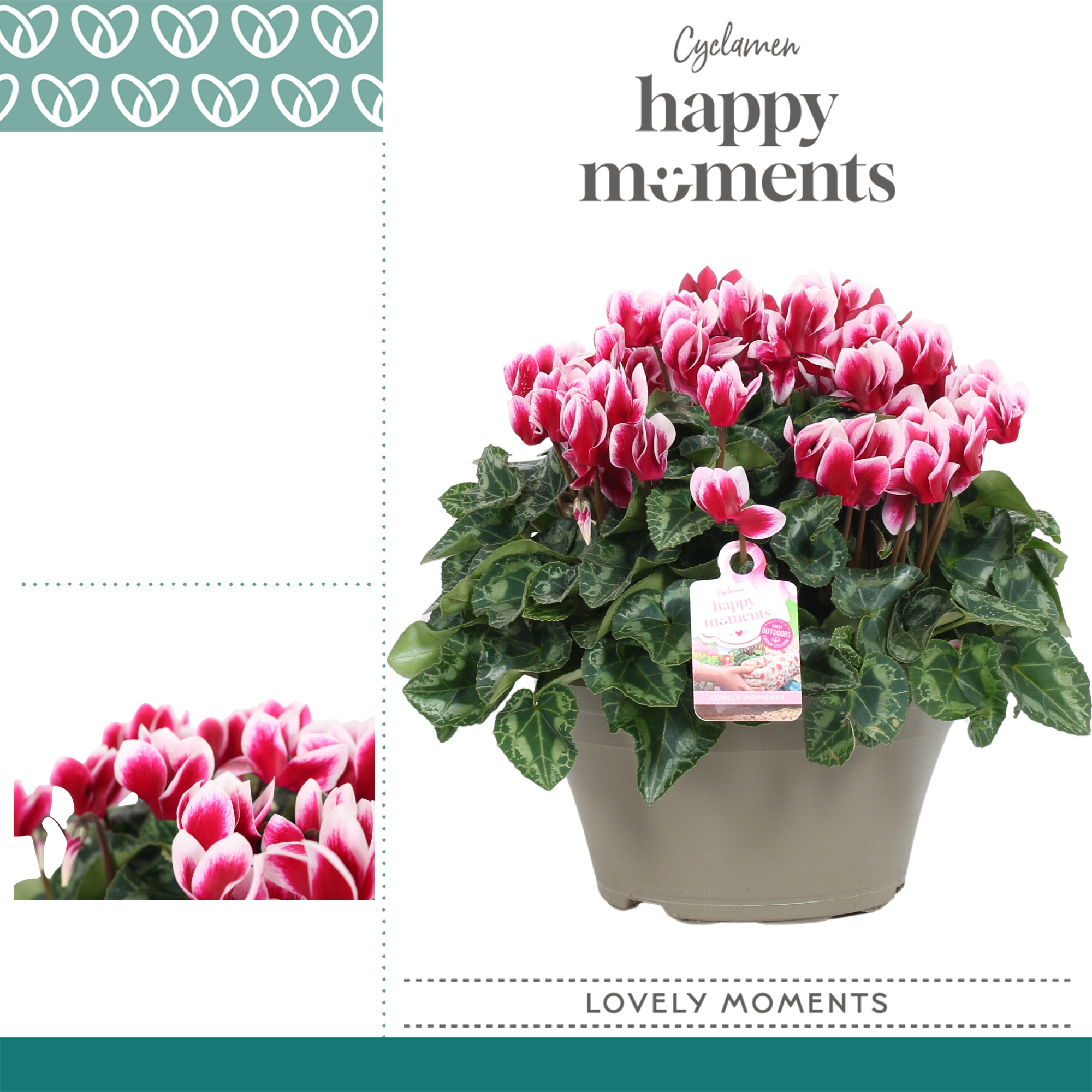 Cyclaam Garden Bicolor Schaal Taupe, D 22 cm