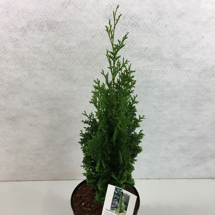 Thuja occidentalis 'Brobeck's Tower', D 19