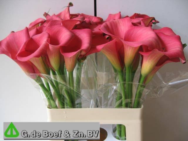 Калла Кэптен Голливуд 60, шт.