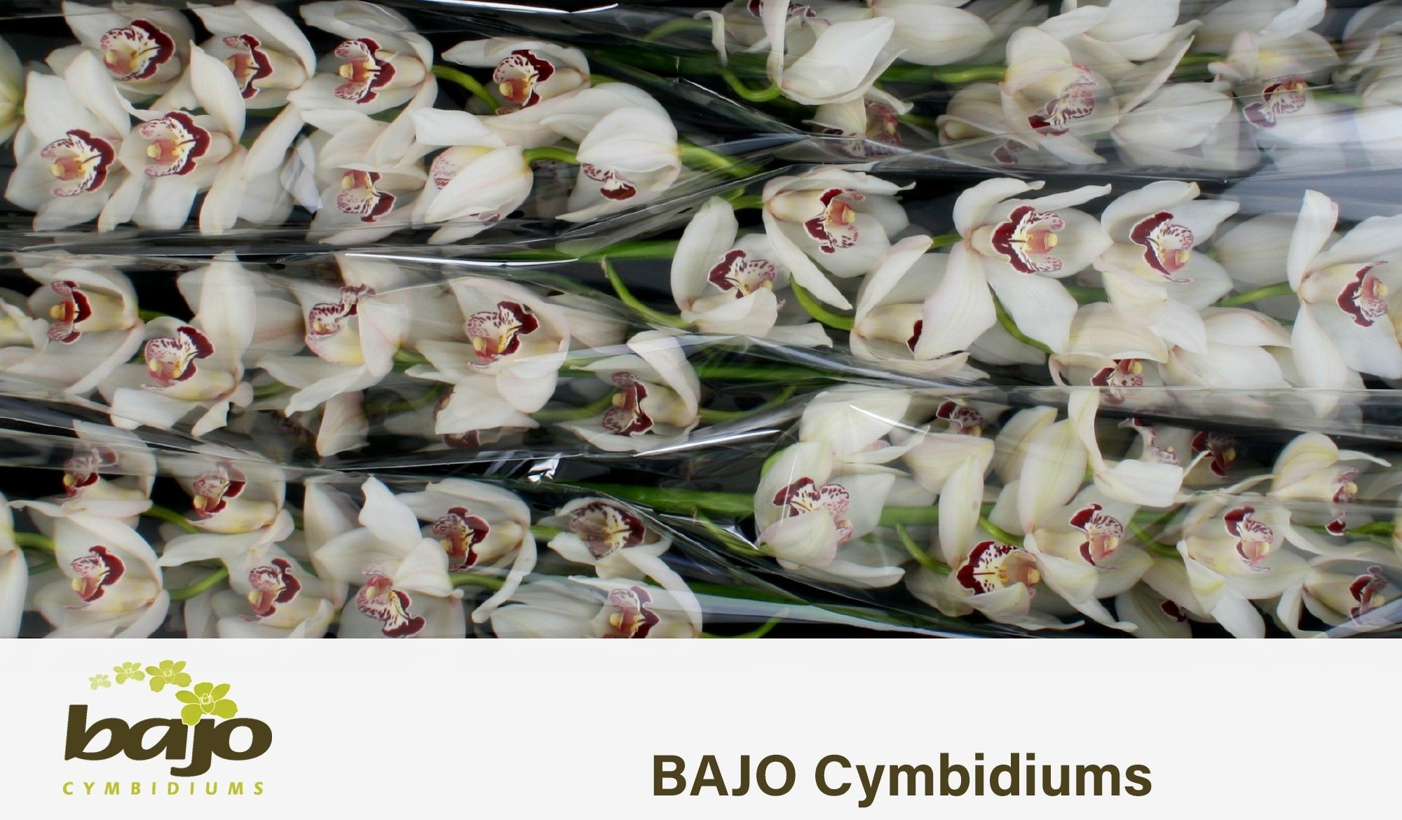 Цимбидиум Миссис Эсми x6 70, шт.