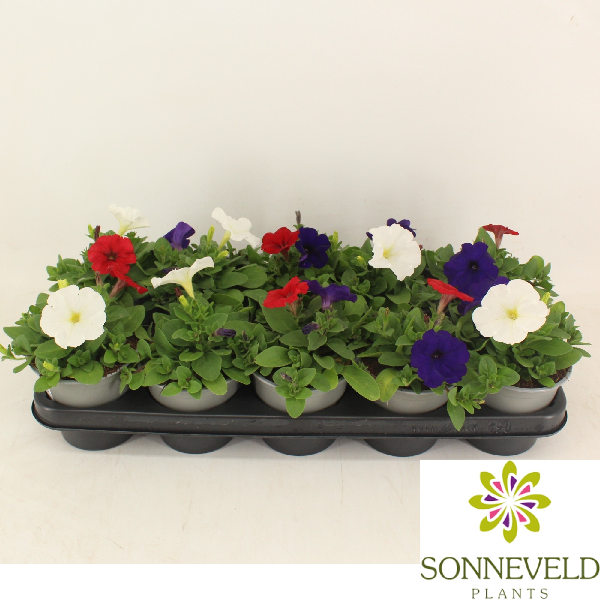 Petunia Fotophinish trio kleuren, D 12