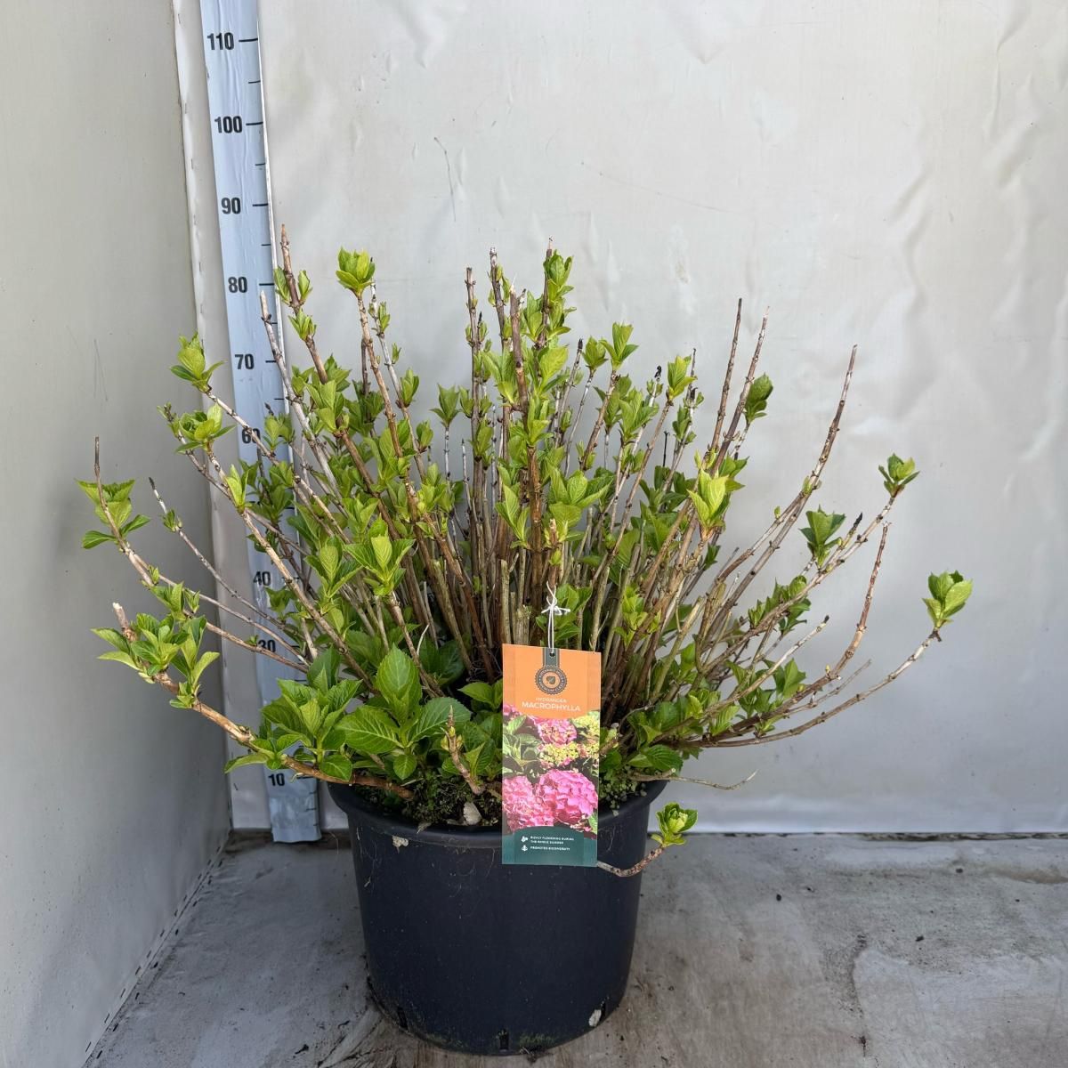 Hydrangea m. 'Alpenglühen', paars, D 40