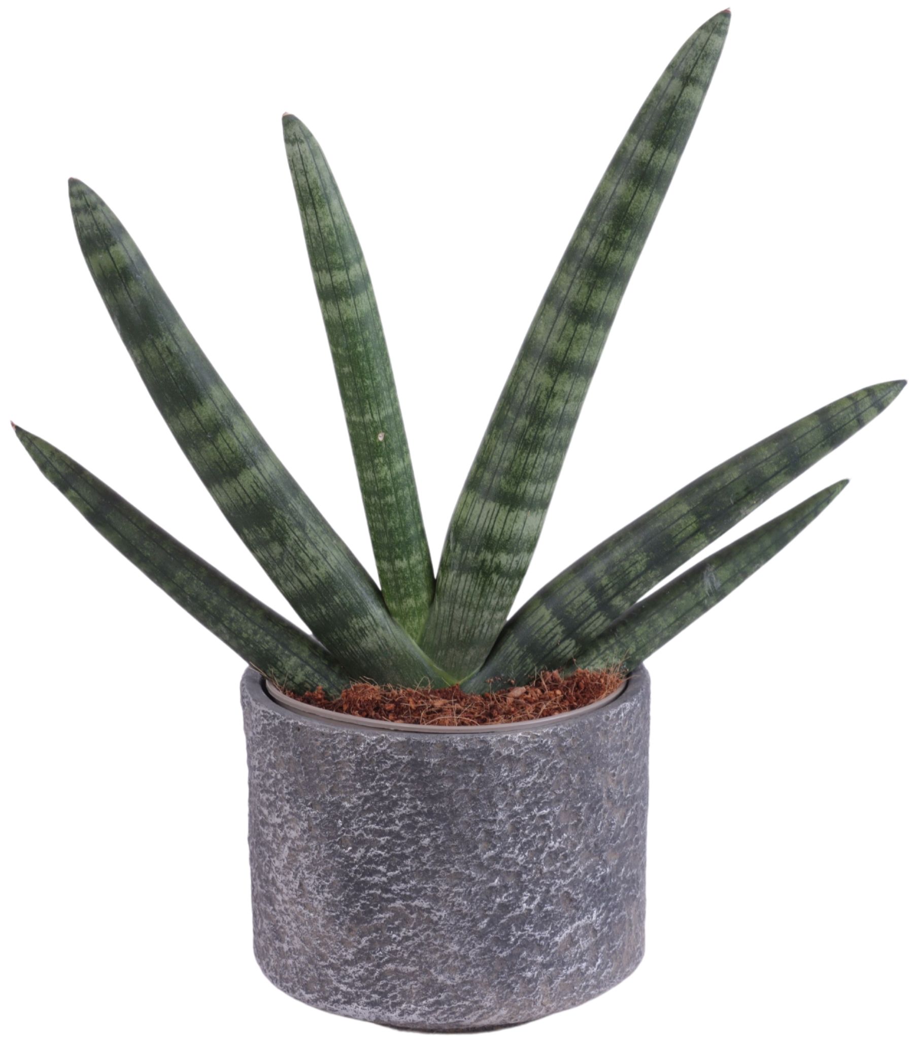 Sansevieria Cylindrica Handshake in Ø14cm Ceramic NT566, D 14