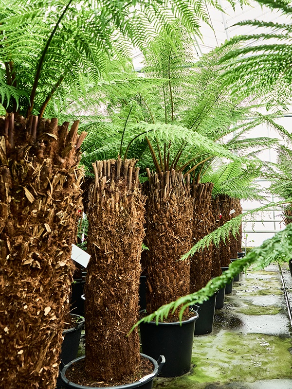 Dicksonia antarctica, D 55