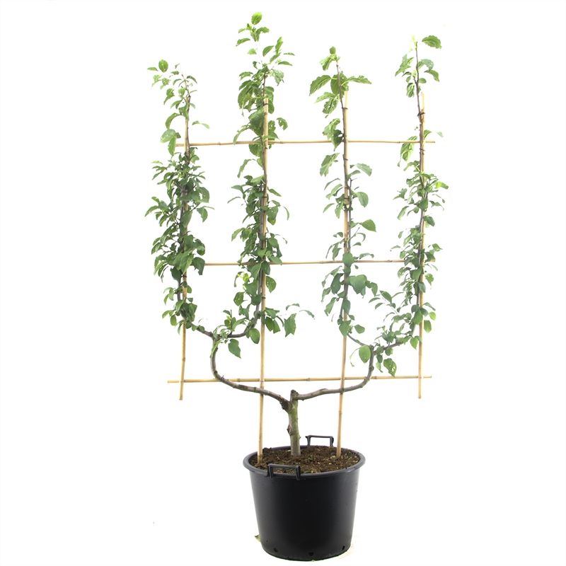 Prunus dom. Victoria dub. U Oranje pruim, D 45