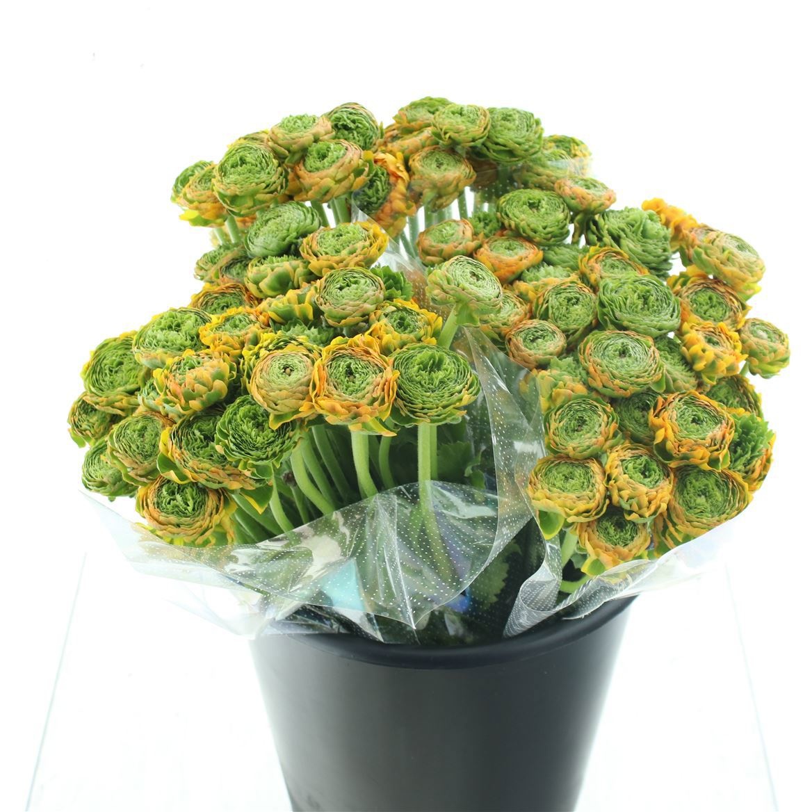 Ранункулус Пон Пон Мерлино 40, шт.