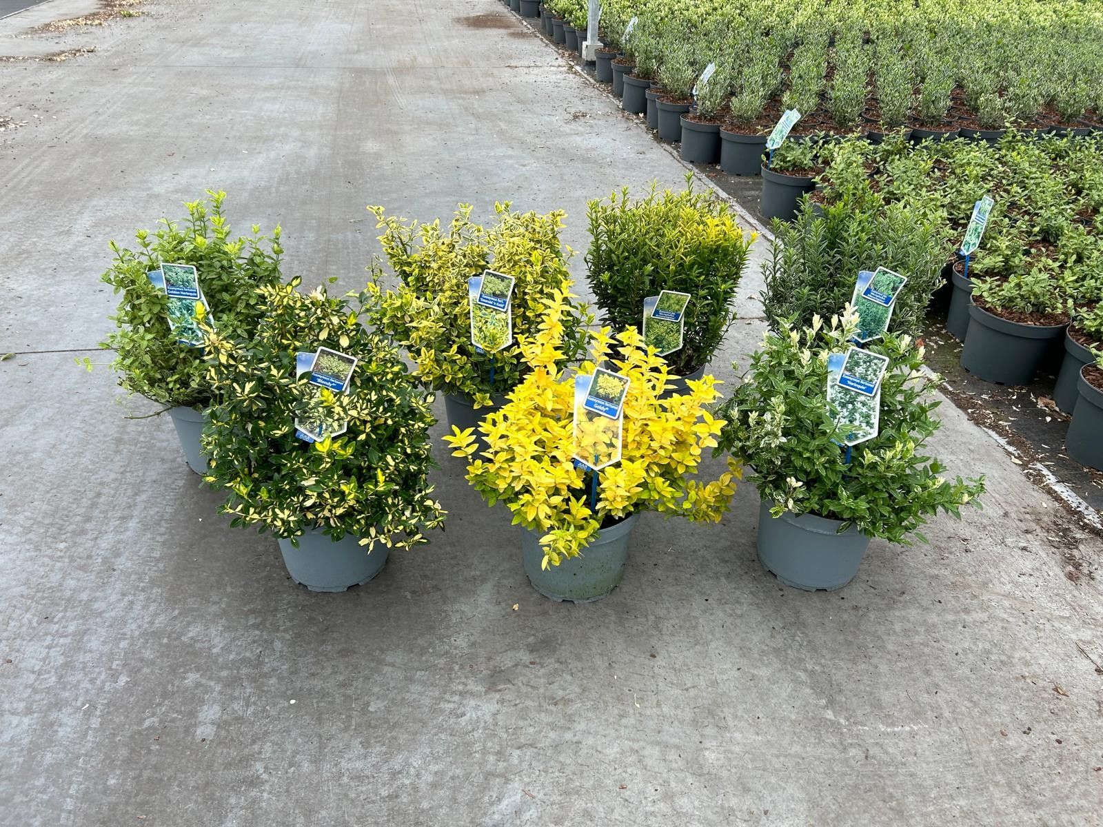 Euonymus jap. mix (minimum order one layer), D 23