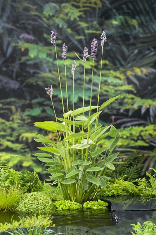 Thalia dealbata (18x18), D 18