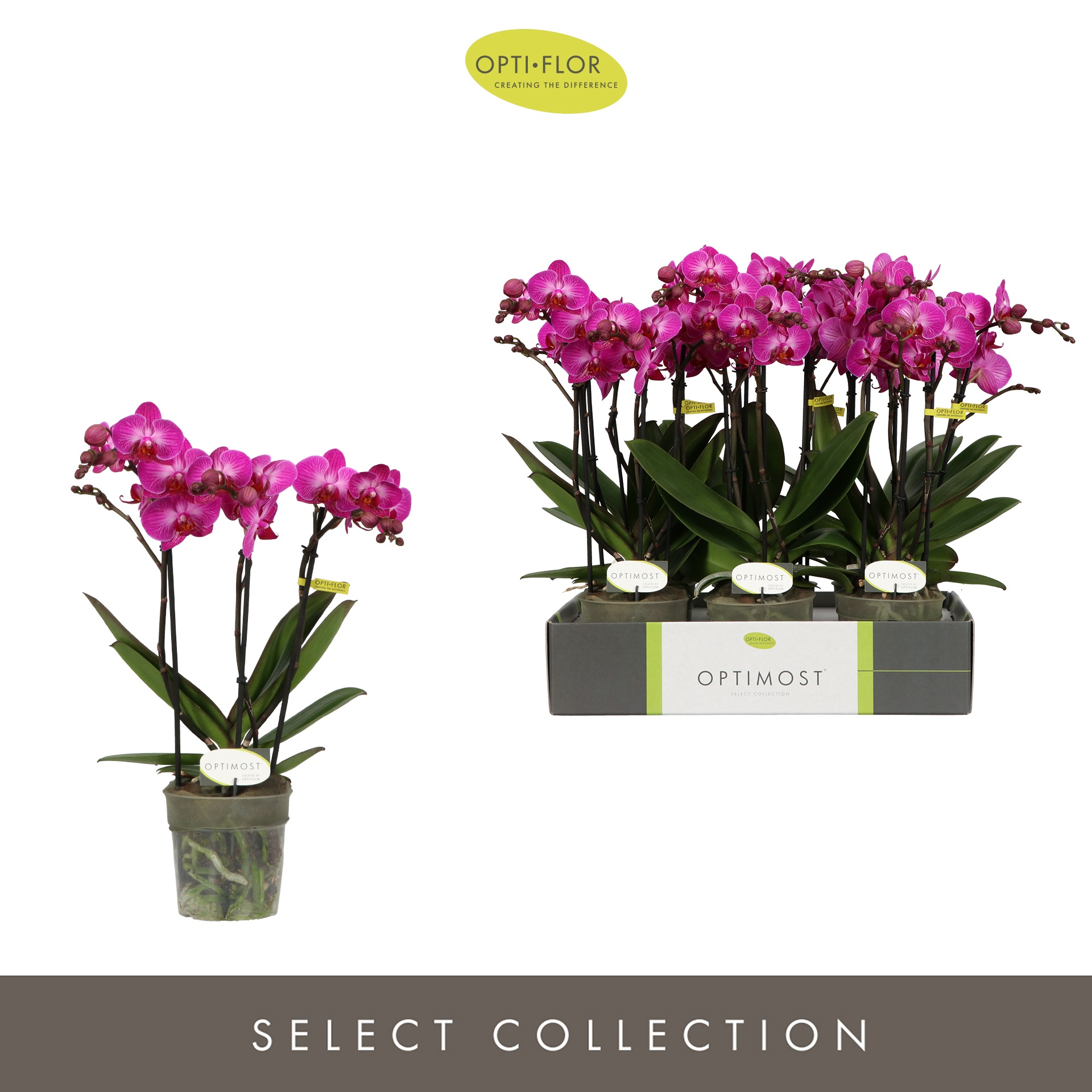 Optimost Roma 3 spike, D 12 cm