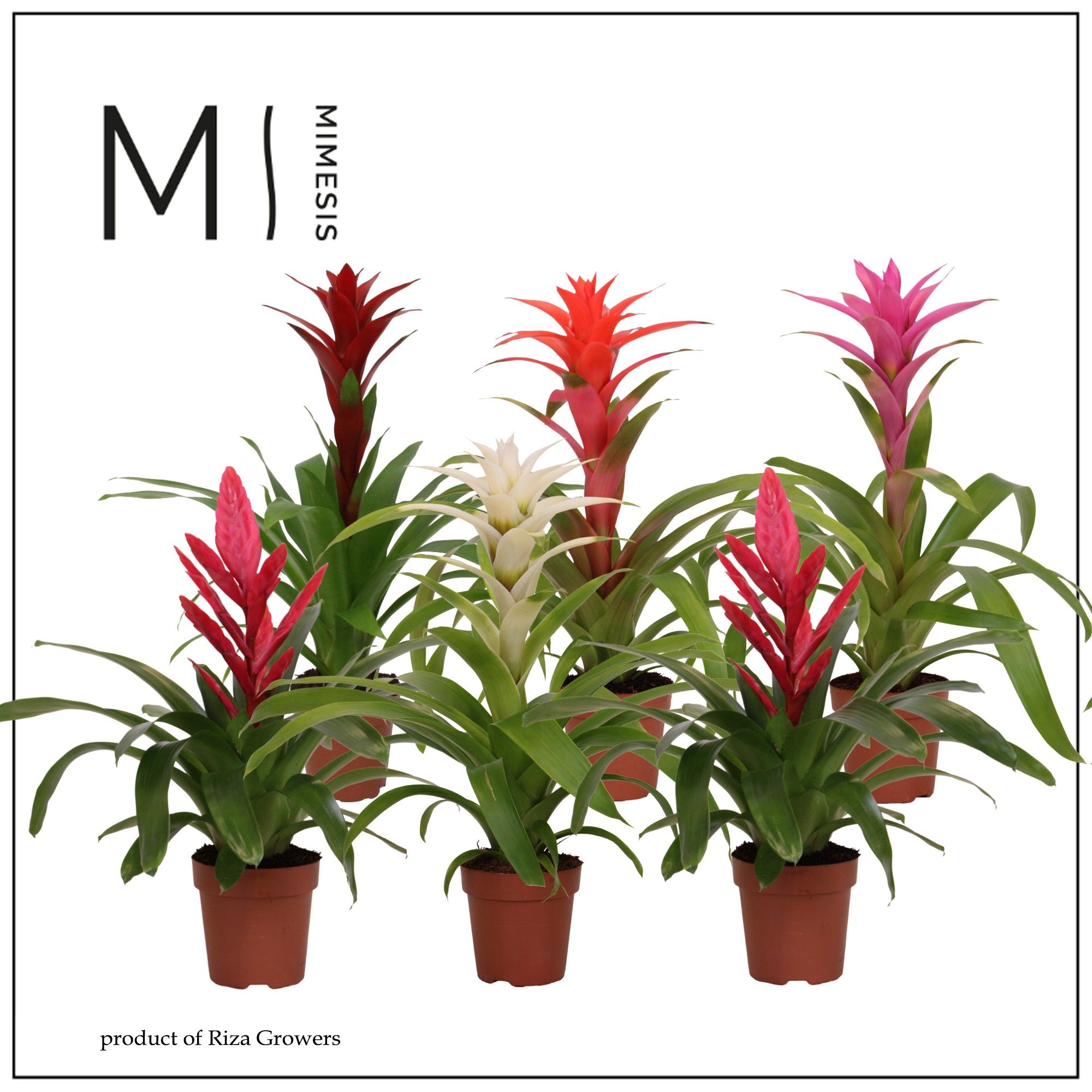 Bromelia Sweet - 12cm | Mimesis, D 12