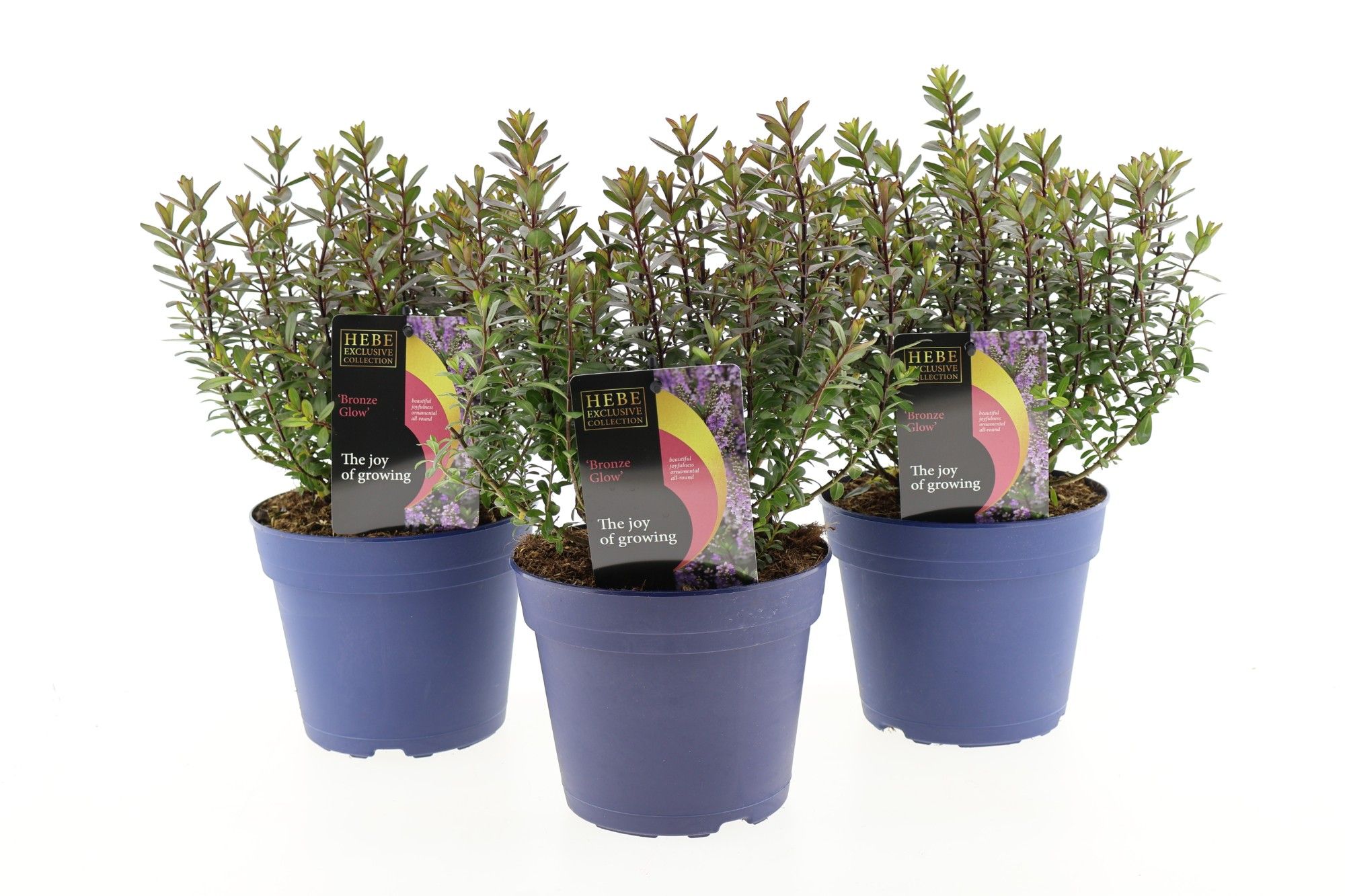 Hebe Bronze Glow, D 17