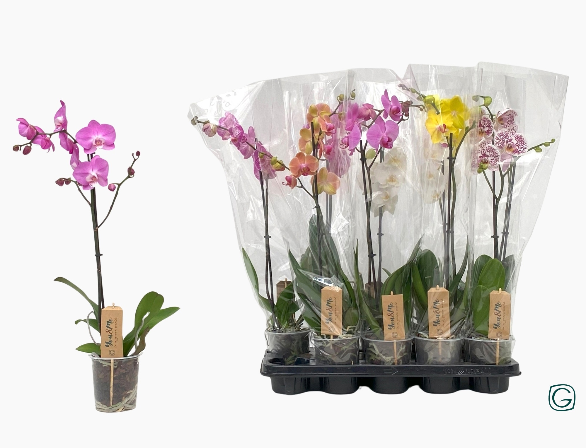 Phal. 1 tk mix 6+, D 12