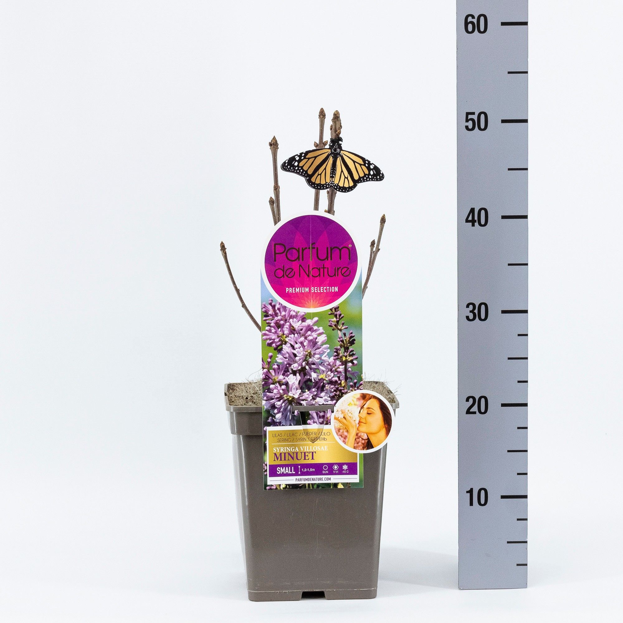 Syringa Minuet, 'Premium Selection', C5, D 23 cm