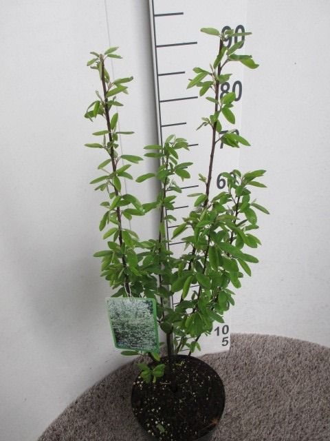 Amelanchier c. Rainbow Pillar 50 cm P23, D 23