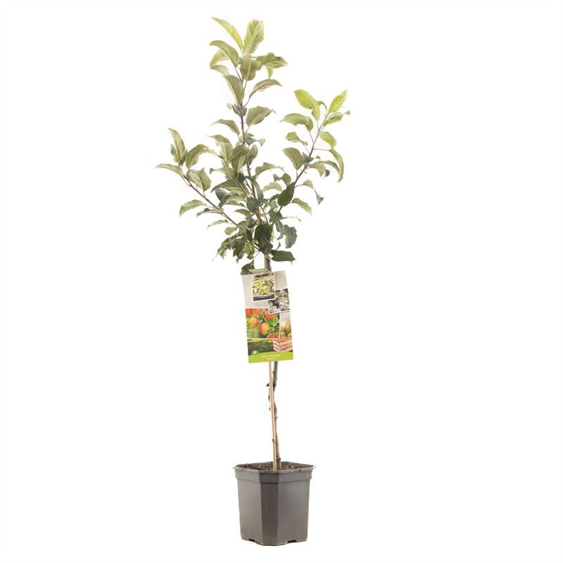 Malus dom. Delcorf laagstam Handappel, D 24