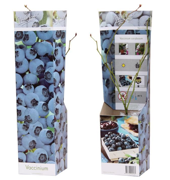 Vaccinium corymbosum Blueberry, D 9