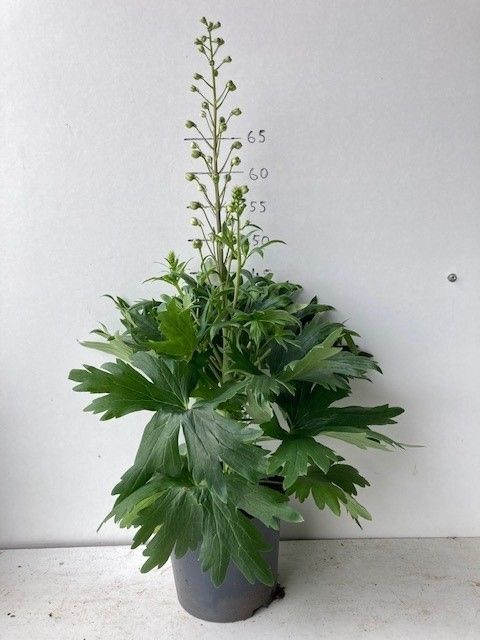 404 DM : POT 19 CM DELPHINIUM BLUE - DVDS, D 19