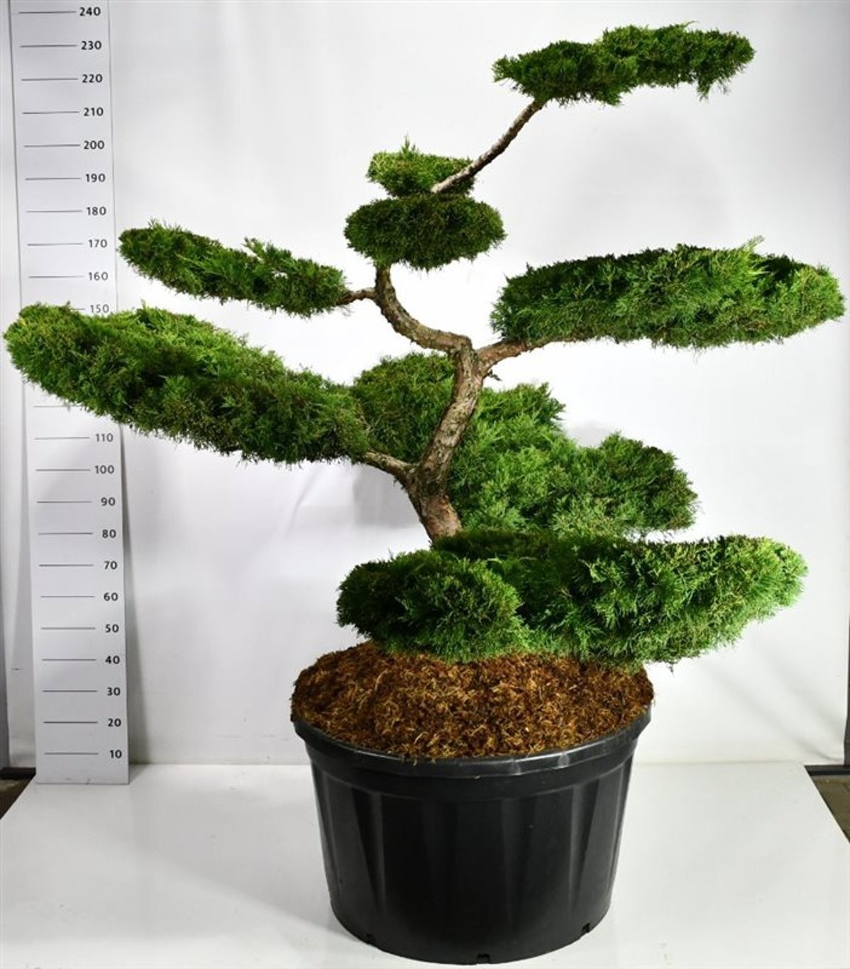 Juniperus pf. 'Pfitzeriana Aurea', D 96