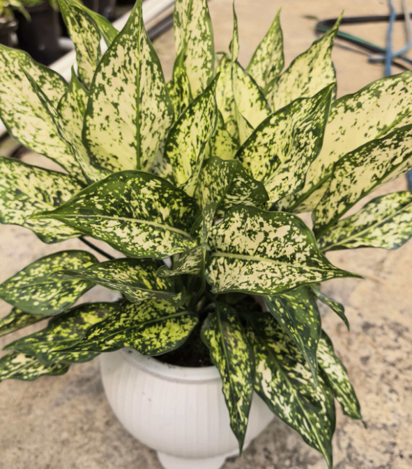 Аглаонема лемон квин 14 40