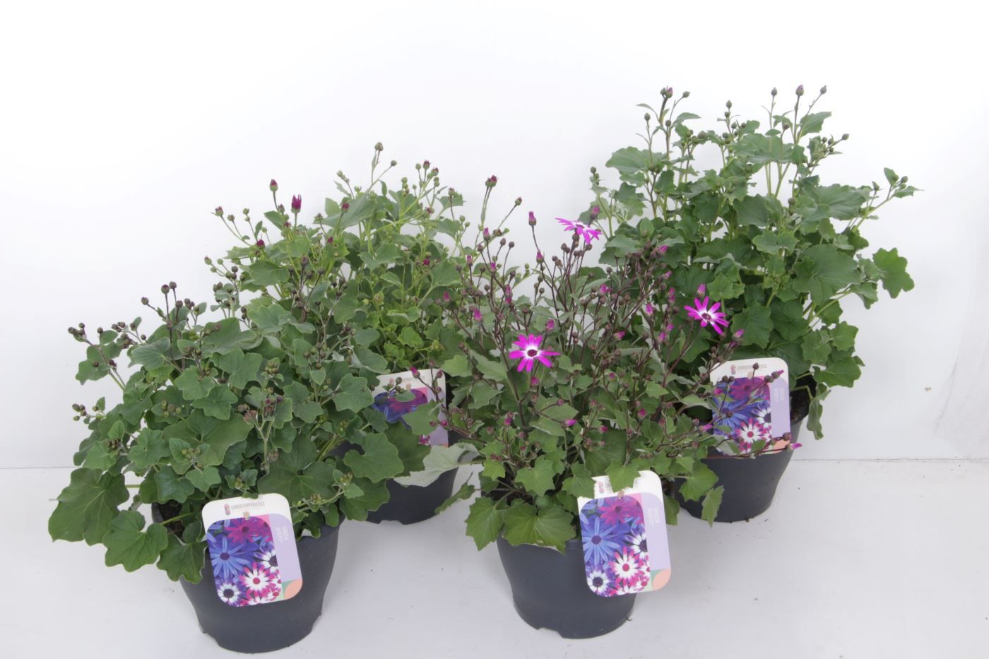 Pericallis Senetti mix, D 23