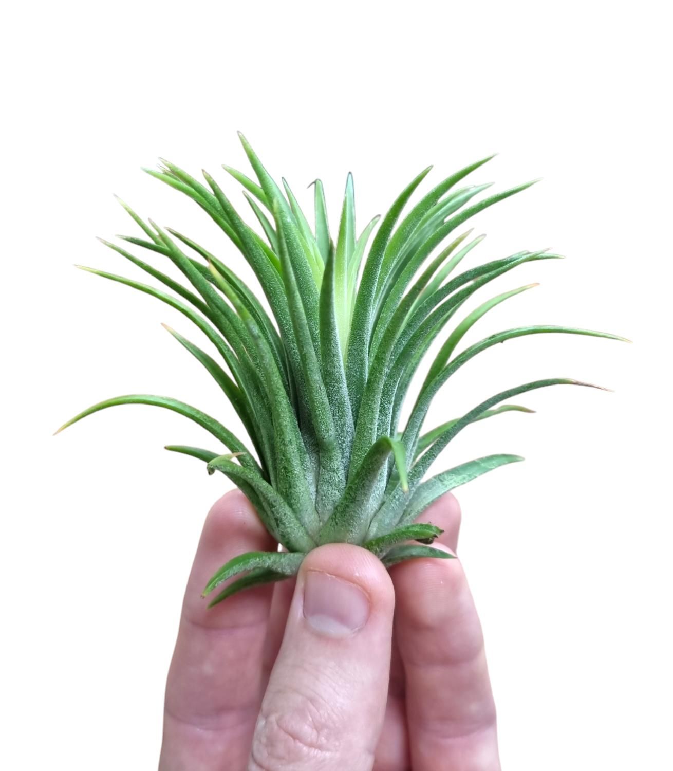 Tillandsia ionantha rubra large, D 7