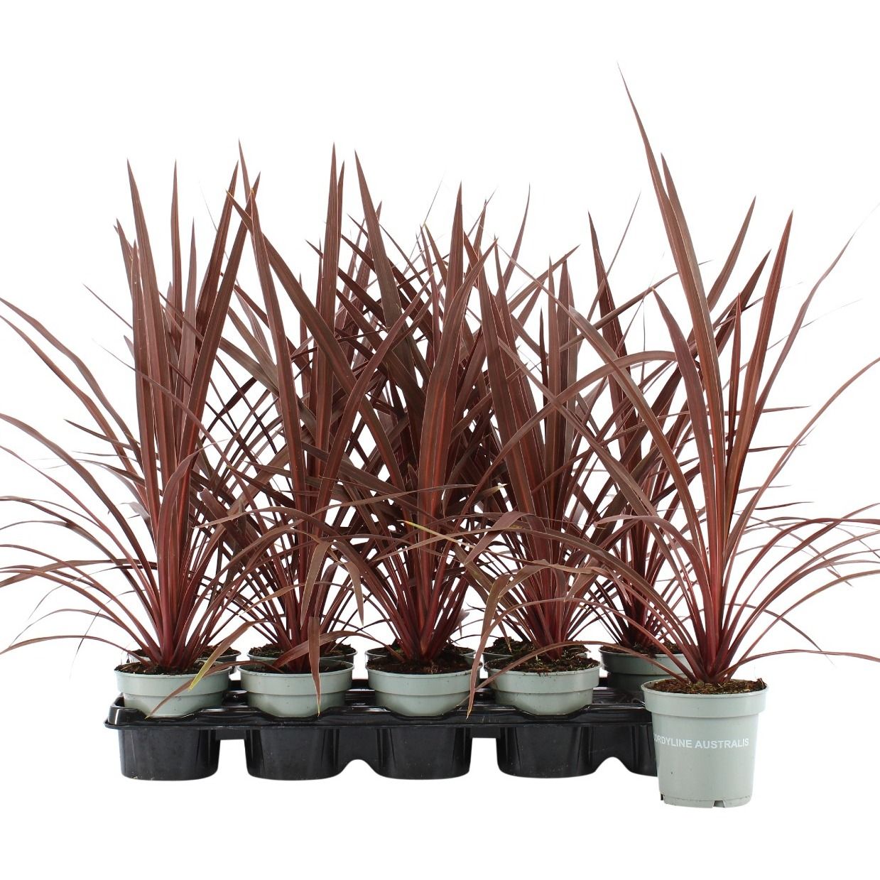 Cordyline Australis Red Star -11 cm, D 11 cm