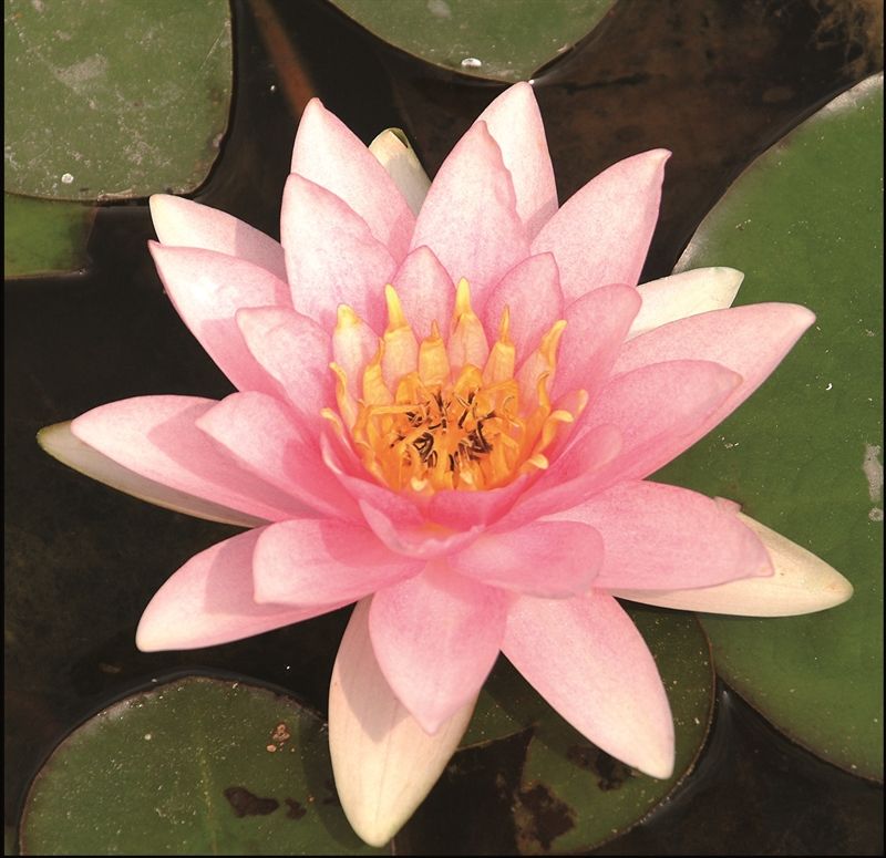 Nymphaea Marliacea Carnea, D 11