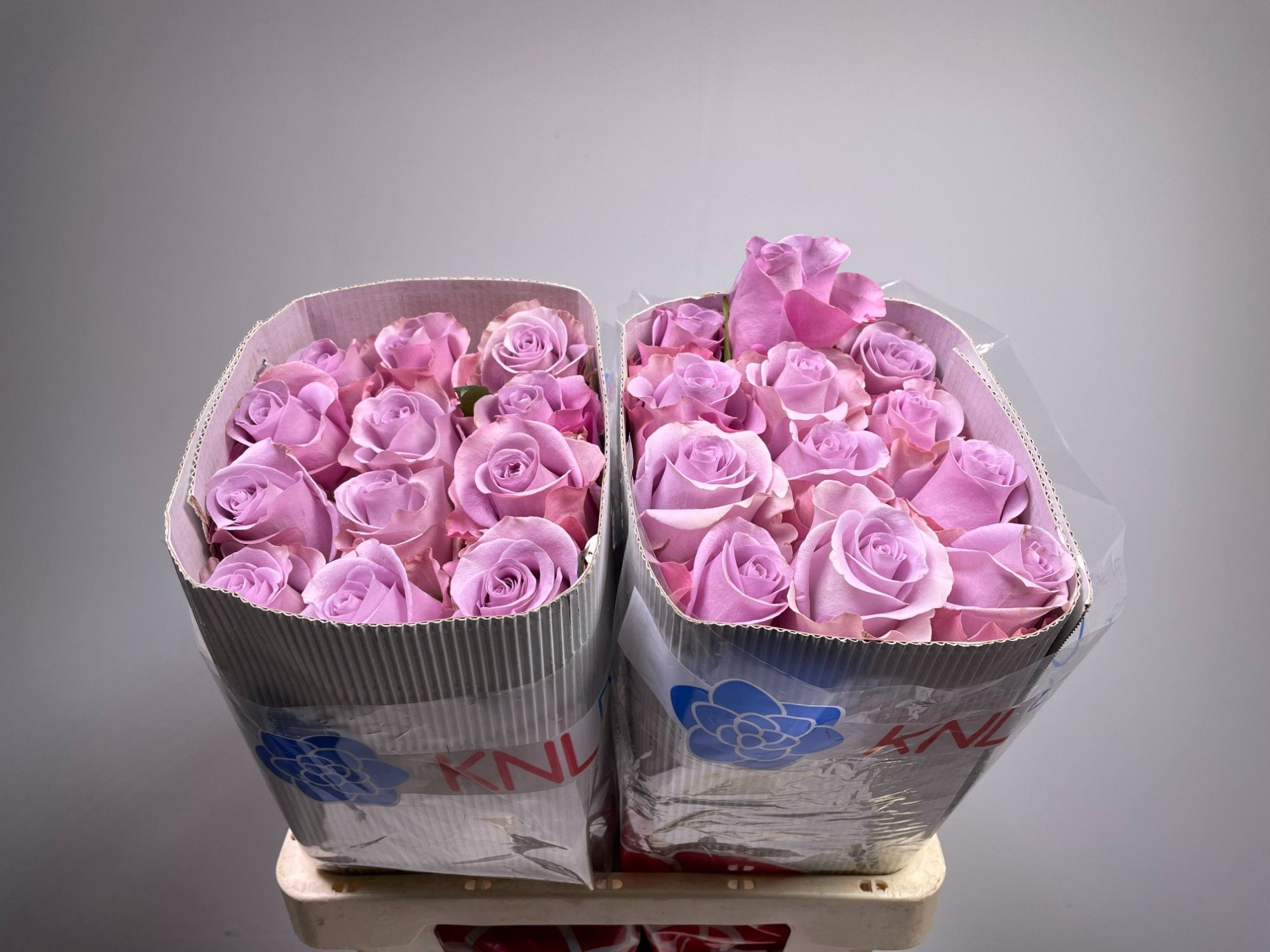 Роза од. Овериг 60, шт.