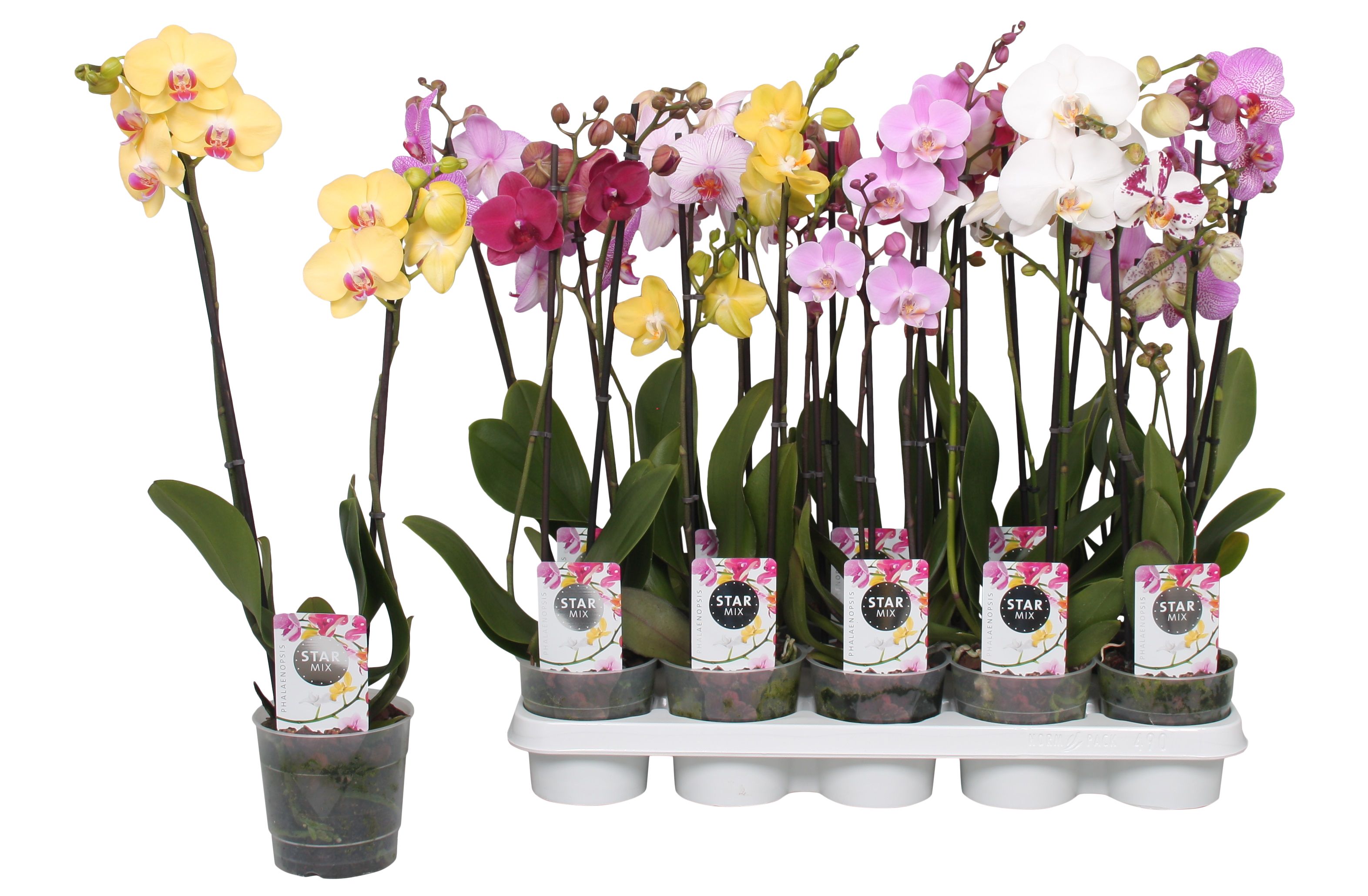 Phalaenopsis Star Mix, 2-spike 12+, D 12 cm