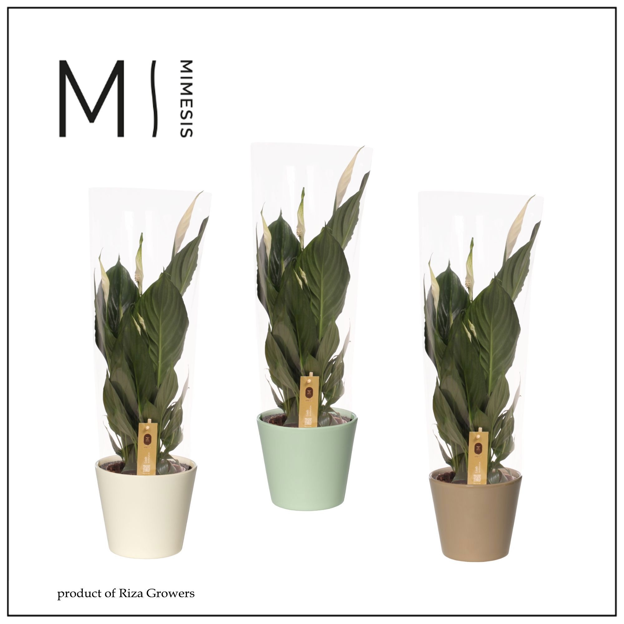 Spathiphyllum Sweet Ricardo - 13 cm in Amanda | Mimesis, D 13