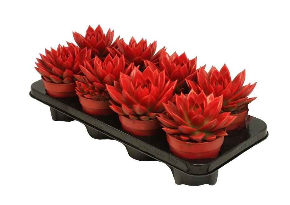 Miranda coloured tomato red, D 12 cm