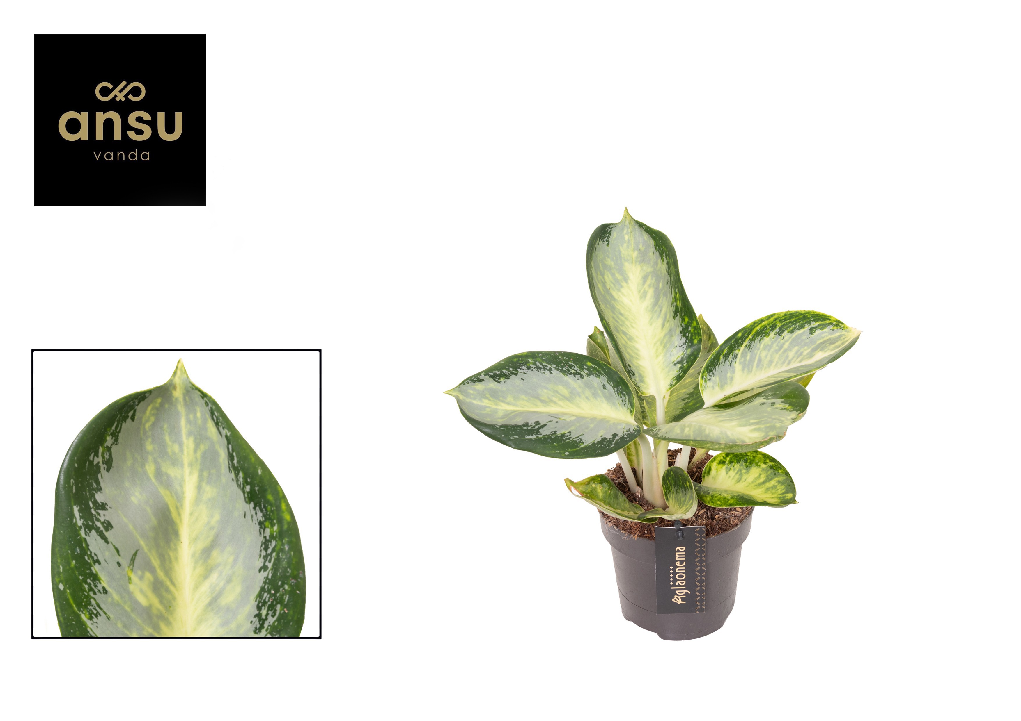 Aglaonema Turtle Green, D 12