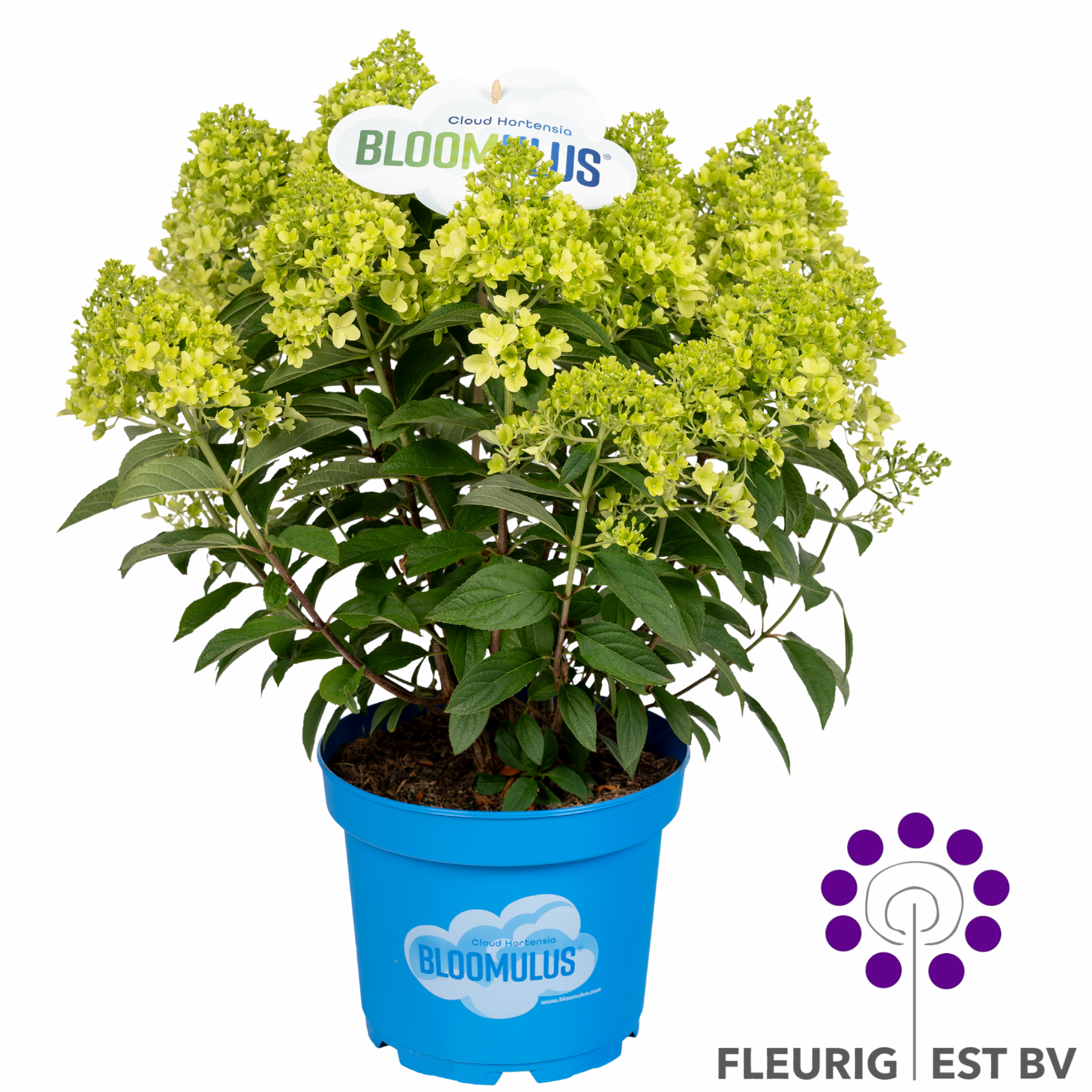 Hydrangea Paniculata Bloomulus Stratix 10+ P23, D 23