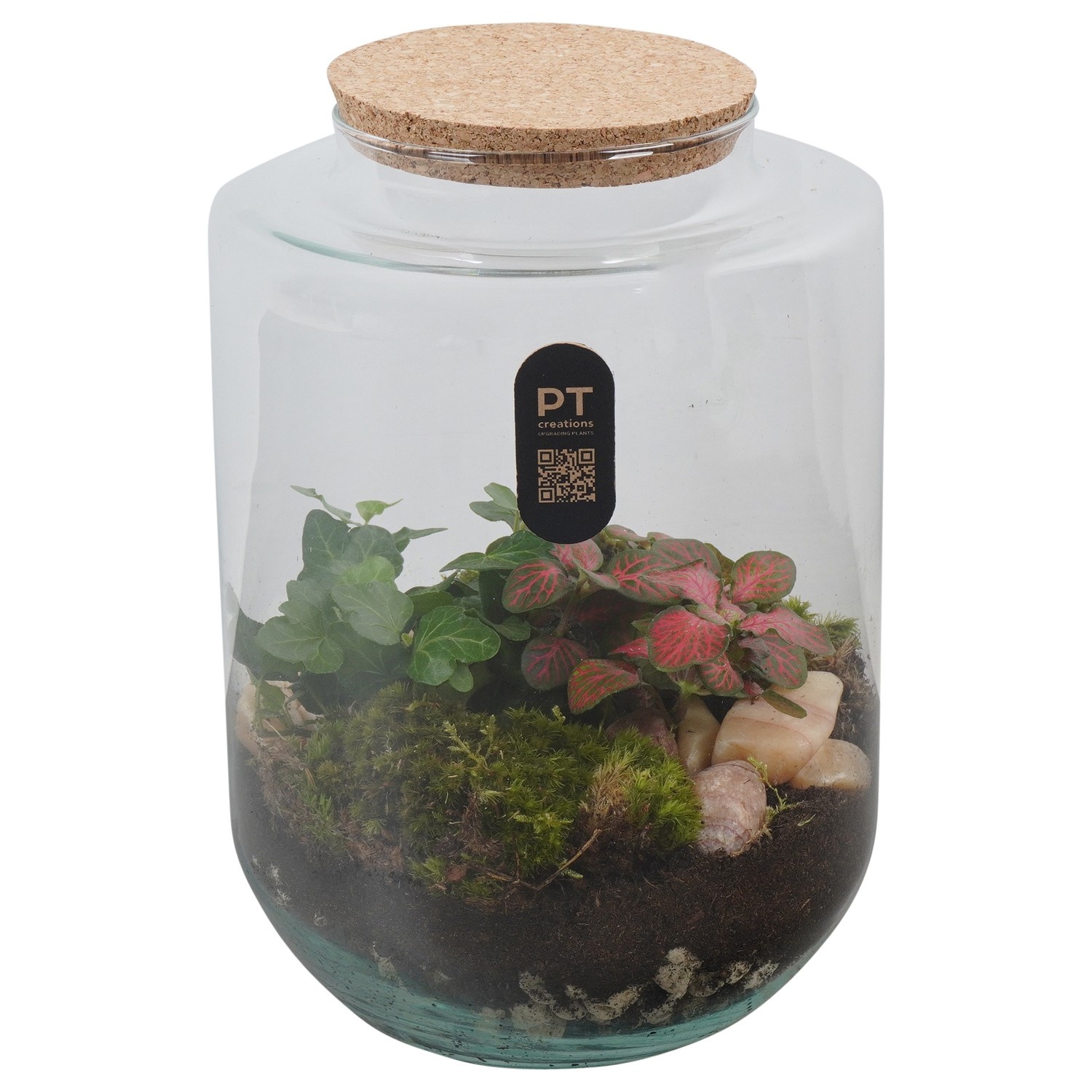 PTTER8124 Arrangement terrarium in glazen terrarium, D 17