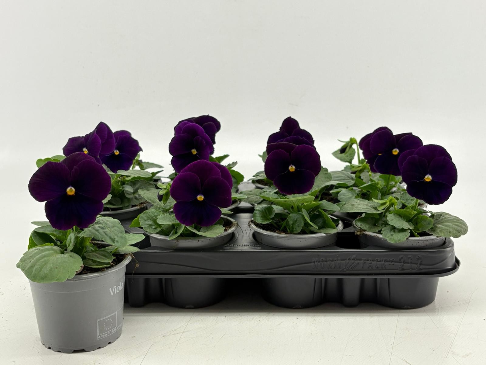 Viola F1 Clear Violet, D 9 cm