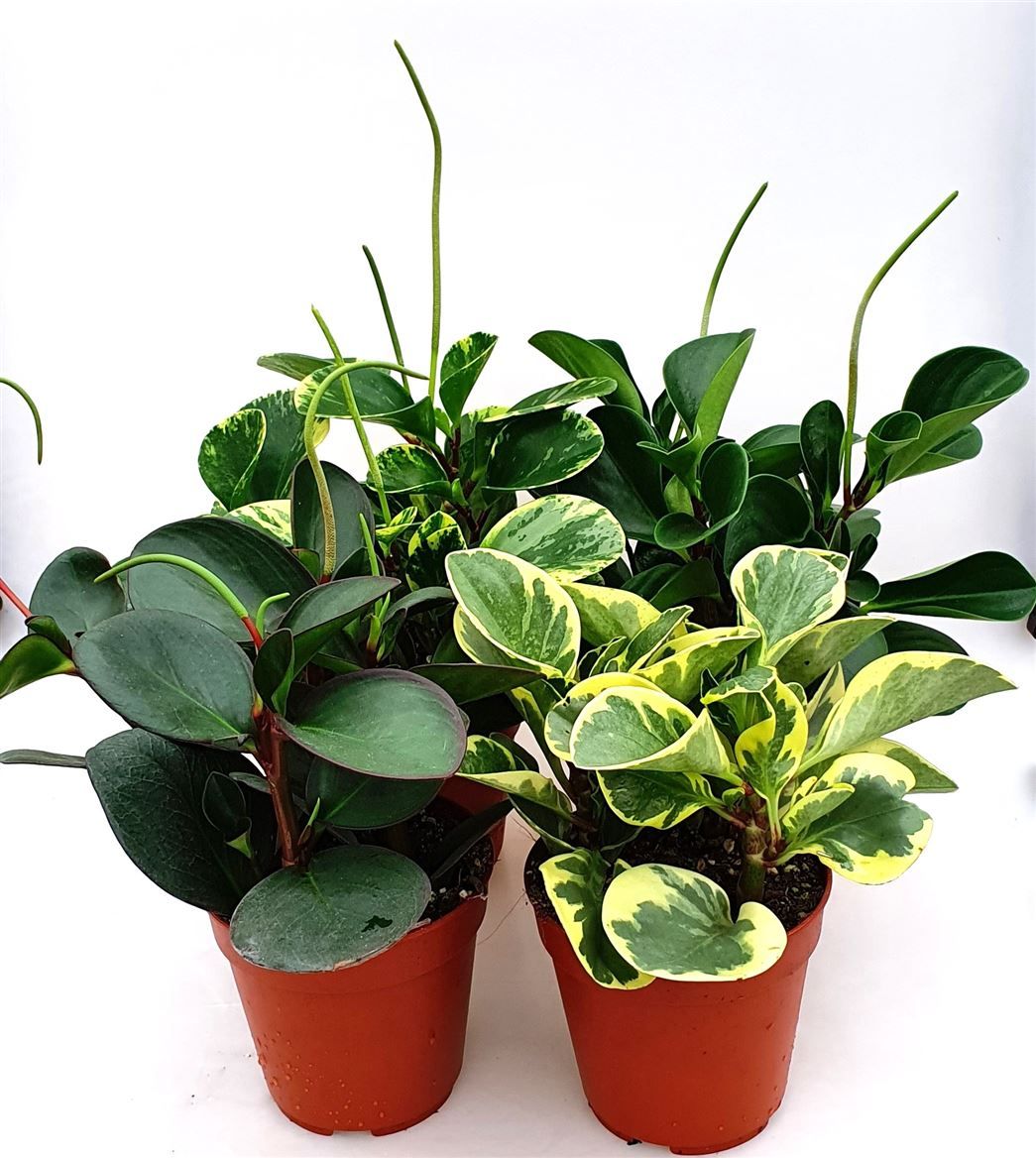 Peperomia gemengd, D 12 cm
