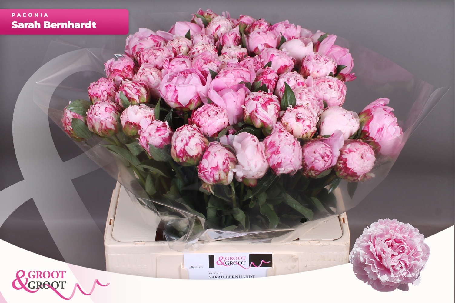 Пион Сара Бернар 60 (роз.), шт.