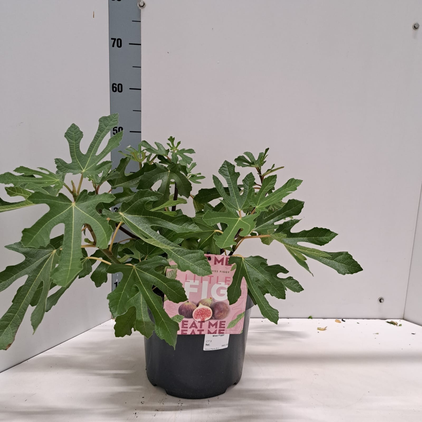 Ficus carica Little Miss Figgy ('LMF01'PBR), D 26 cm