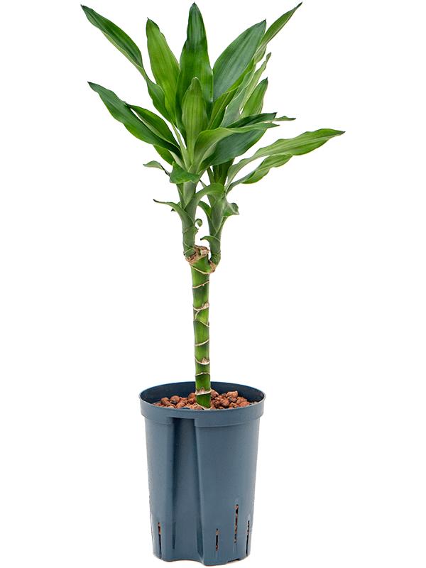 Dracaena fragrans 'Burundii', D 15