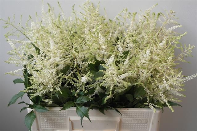 Астильба Вашингтон 55, шт.