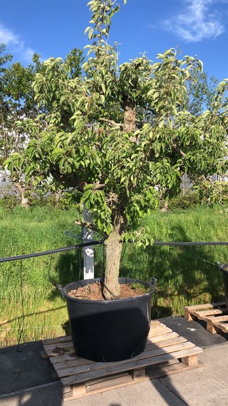 Pyrus comm. Gieser Wildeman 25 jaar Stoofpeer - 25 jaar, D 90