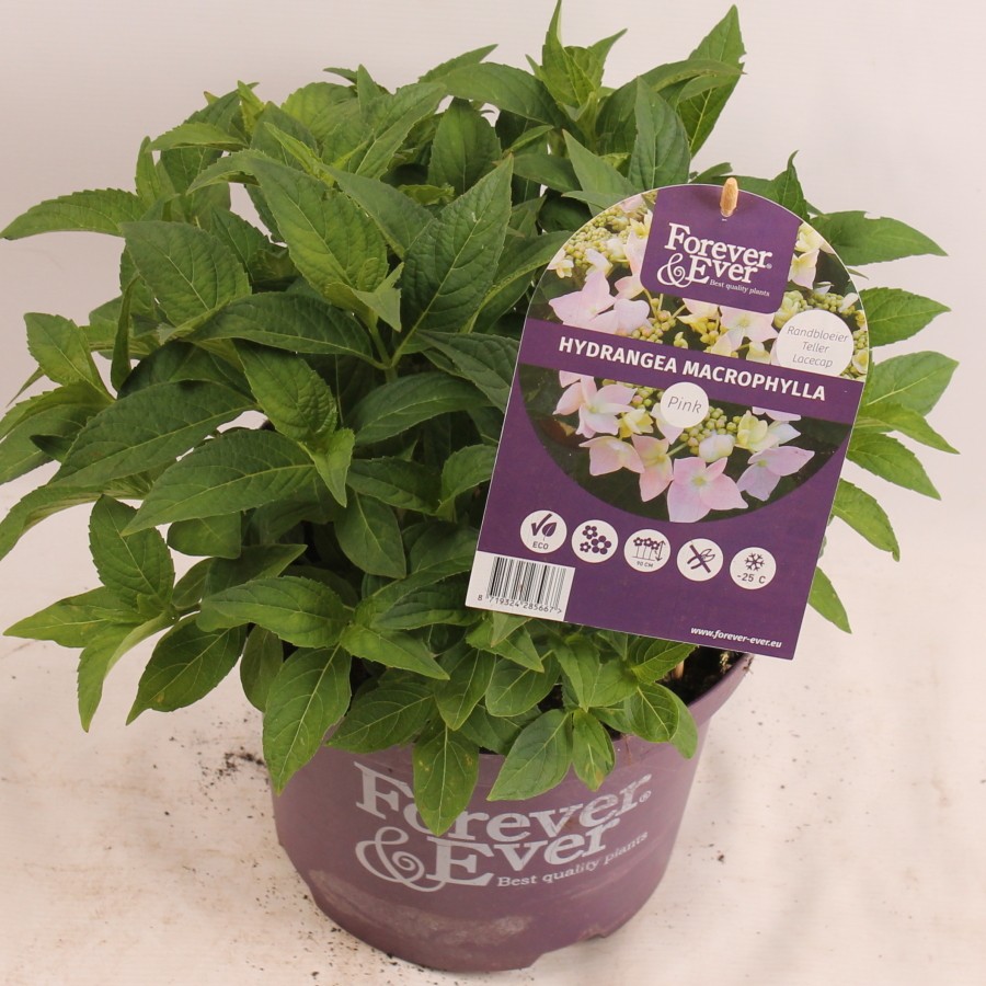 Hydrangea Forever&Ever® Teller Pink, D 23