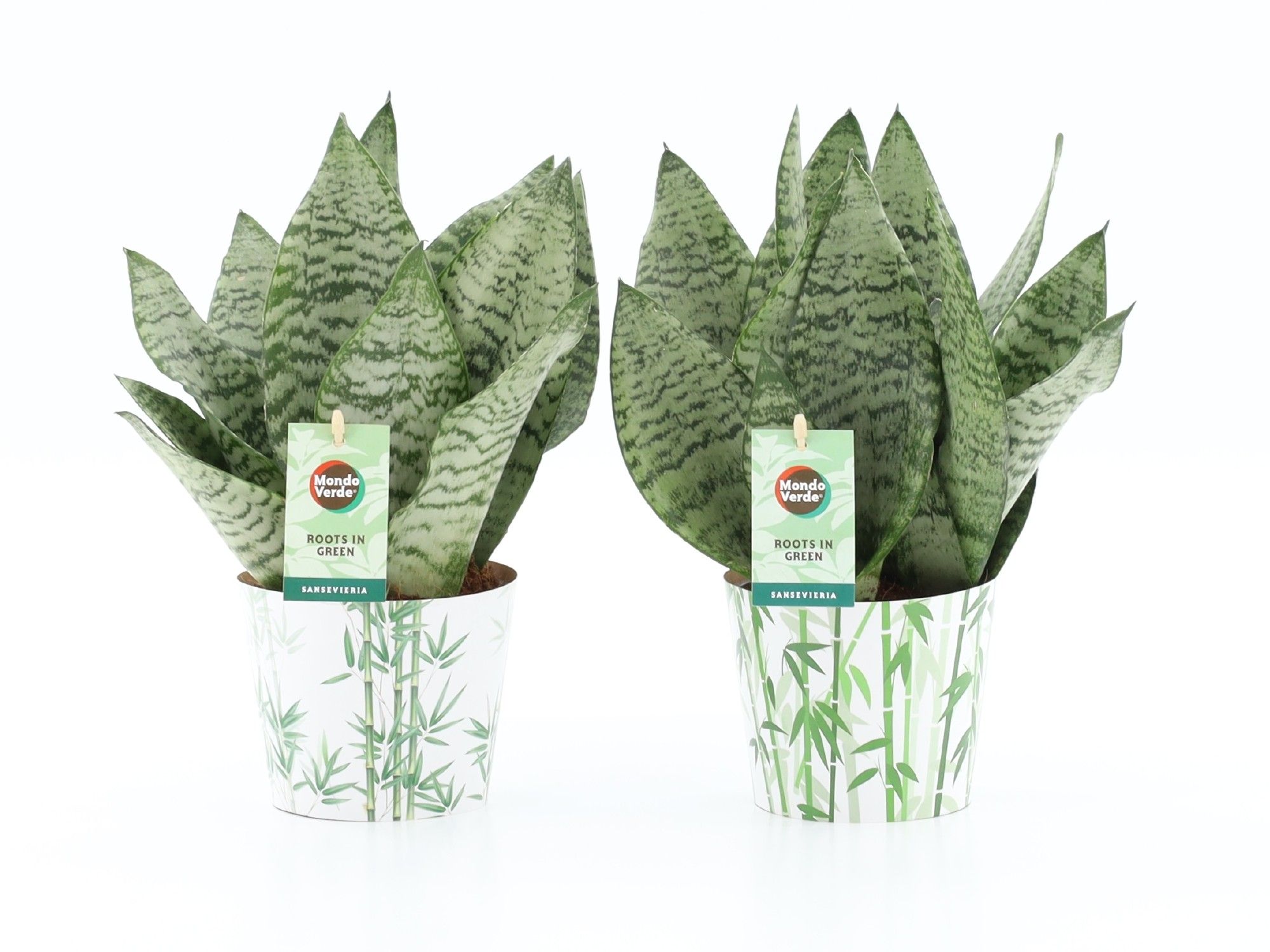 Sansevieria Black Coral in Potcover Bamboo, D 12