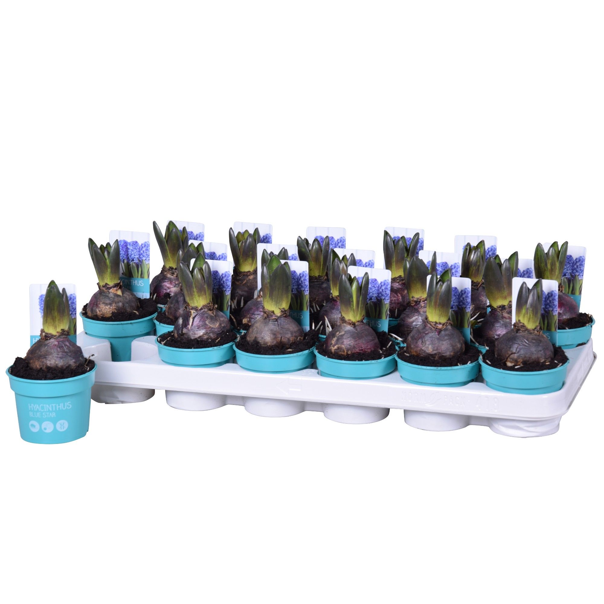 Hyacinthus Blue Star 'Diamond Collection' 9cm, D 9