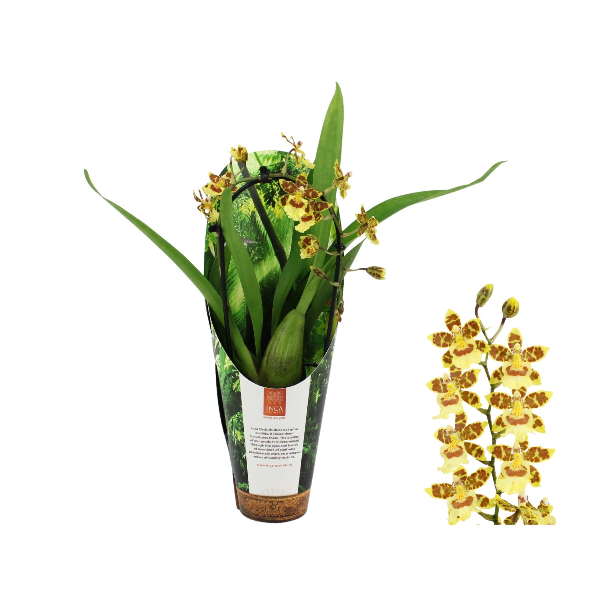 Inca Cambria Pacific Sunset cascade 9cm in luxury jungle cover, D 9