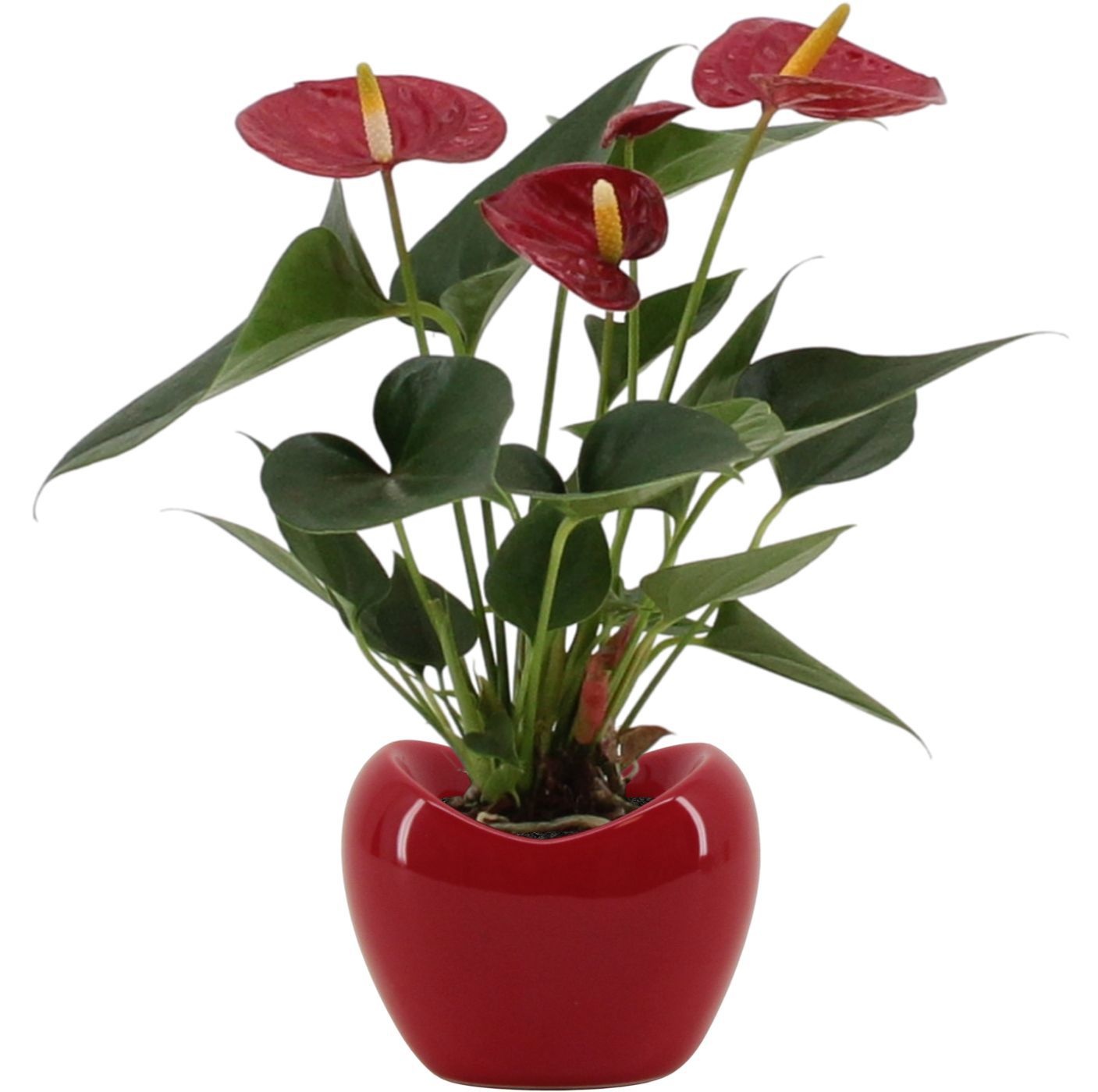 Anthurium 7 cm Diamond Red in Paris ceramics red, D 7