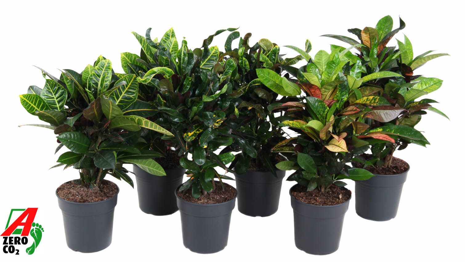 Mix Codiaeum p21, D 21