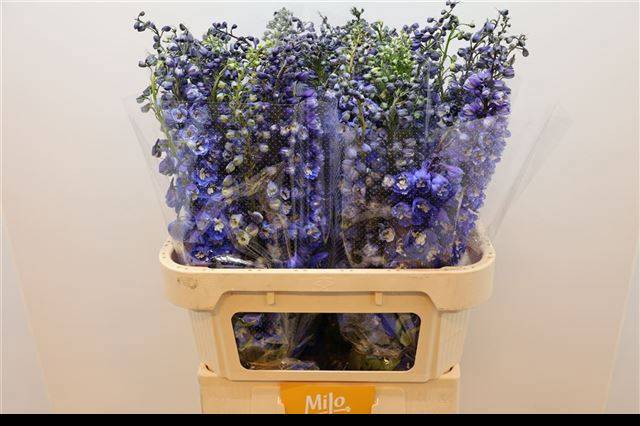 Дельфиниум дв. Аврора Блю 80, шт.